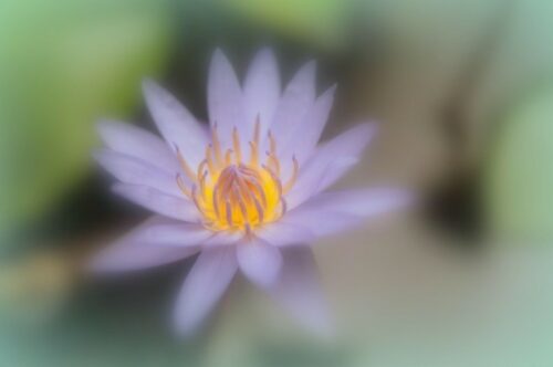 Image of a blurry purple flower.