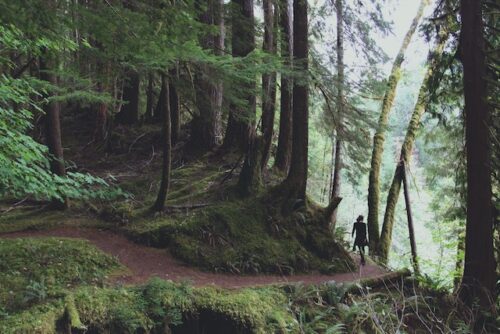 Image of a forest.