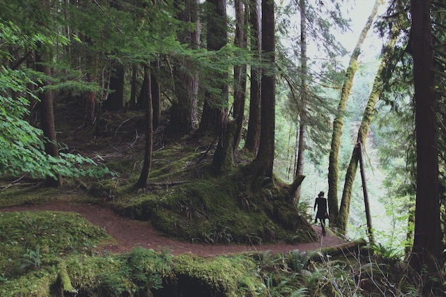 Image of a forest.