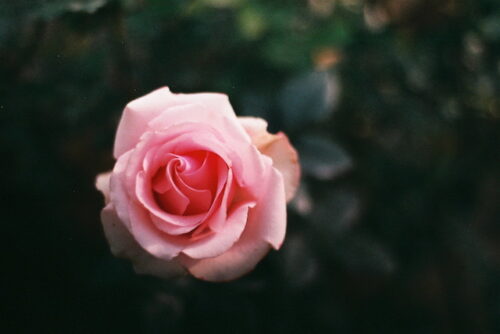 Image of a pink rose.