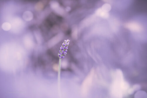 Image of a purple flower.