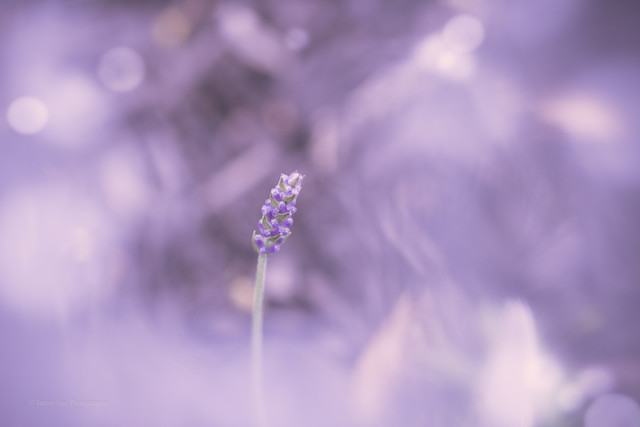 Image of a purple flower.