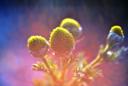 Image of yellow plant.