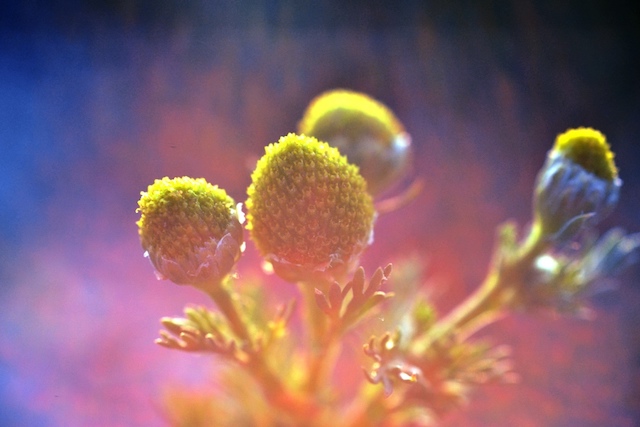 Image of yellow plant.