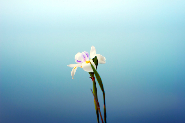 Image of a white flower with a blue background.
