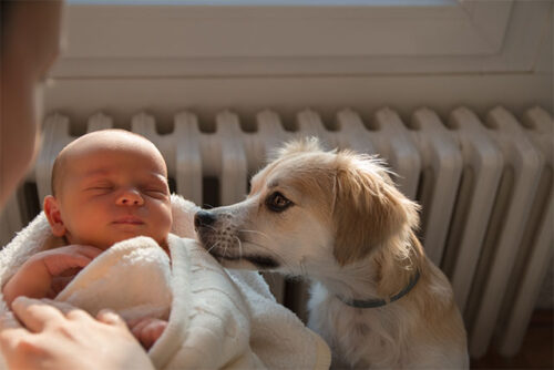 newborn meeting dog