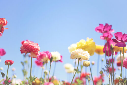 Many flowers sitting in the sun to represent new beginnings, or lifestyle changes to make that may boost fertility.