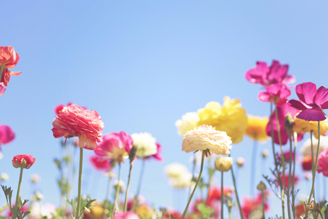 Many flowers sitting in the sun to represent new beginnings, or lifestyle changes to make that may boost fertility.