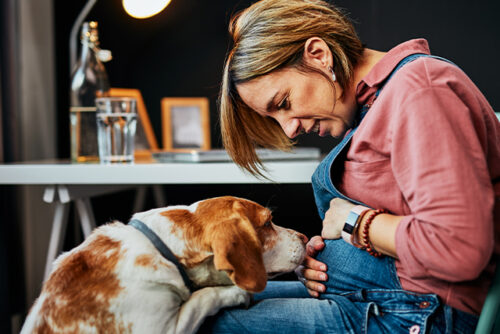 Pregnant woman holds stomach and looks at dog jumping on her lap