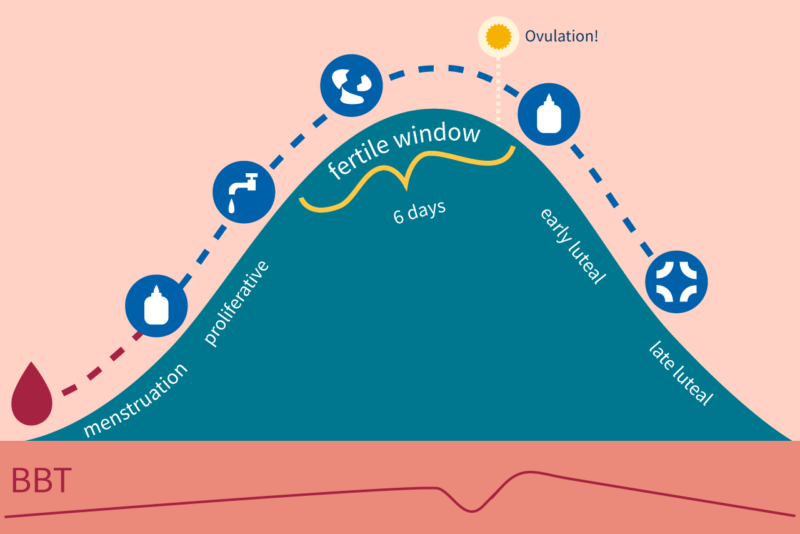 A graph of menstrual cycle phases.