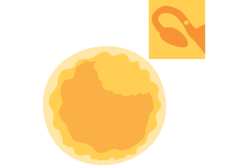 illustration of blastocyst developing and inset image of fallopian tube