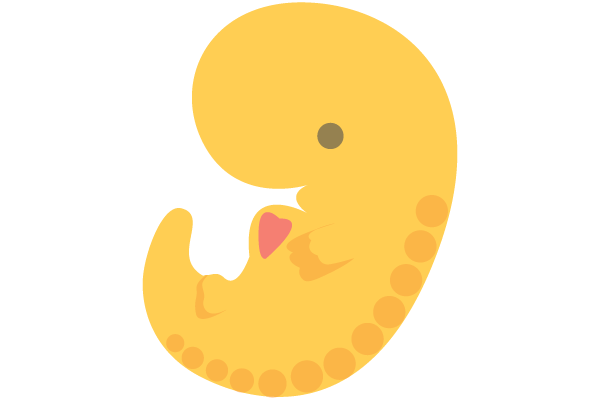 illustration of human zygote at 6 weeks pregnant with developing buds