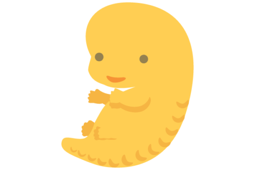 illustration of developing human baby at 7 weeks