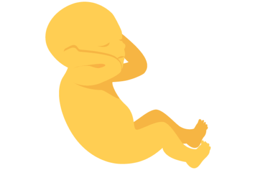 illustration of developing human baby at 19 weeks