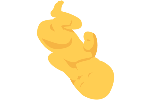 illustration of developing human baby at 37 weeks