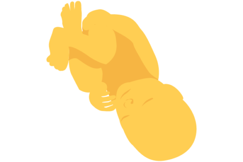 illustration of developing human baby at 39 weeks