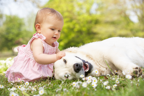 a baby is grabbing a golden retriever's ear in a field