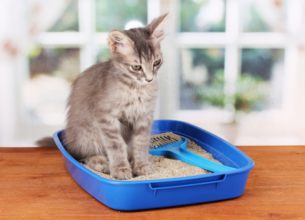 cat sitting in litter box