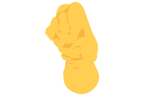 illustration of developing human baby at 42 weeks