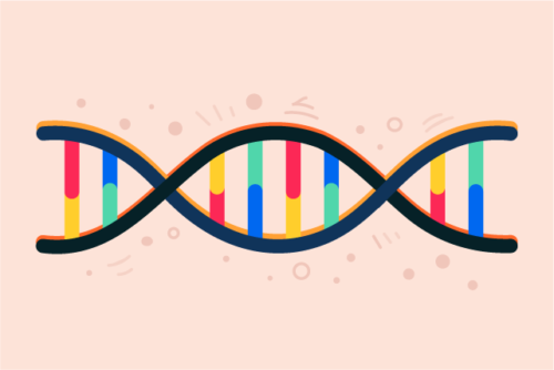 Graphic representing the MTHFR gene.