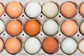 Many eggs sitting in a carton to represent how long an female egg is viable after ovulation.