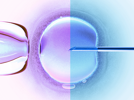 Fertilized egg colored half in blue, half in pink to represent how to choose sex of your baby.