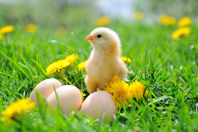 A baby bird standing next to three eggs in the grass.