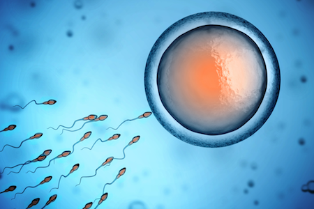 Sperm swimming towards an egg in a microscope to represent what conception is.