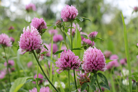 Wild flowers in a lovely meadow to represent best herbs for fertility.